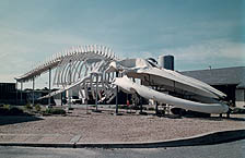 photo of whale skeleton 
