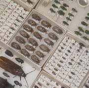 photo of insect collection