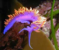 sea jelly