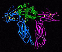 Image of human growth hormone
