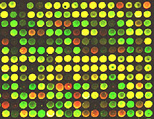 DNA microarrays