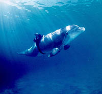 Photo of diving dolphin