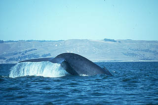 Photo of diving whale