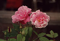 Photo of roses