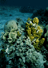 [Photo of coral]