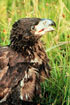 [Photo of young bald eagle]