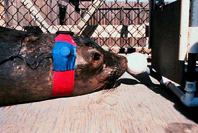 Photo of northern elephant seal with headphones on