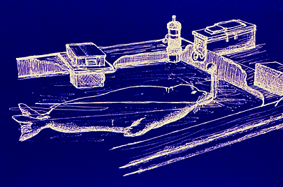 Illustration of sight experiment