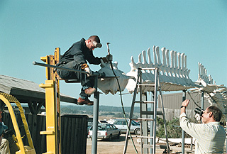[Photo of worker dismantling whale skeleton]