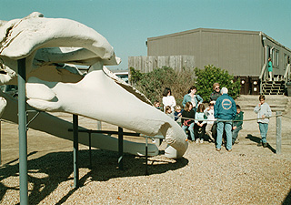 [Photo of worker dismantling whale skeleton]