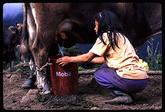 [Photo of Chachapoya woman milking cow]
