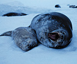 [photo of Weddell seal and pup]