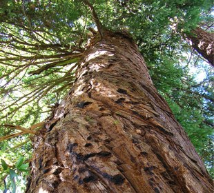 A coastal redwood near Porter College escaped early logging and survived fire.