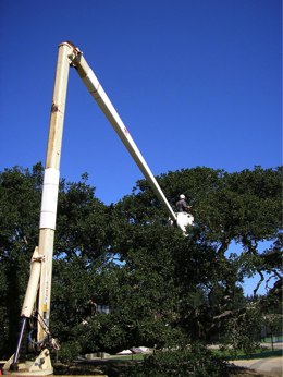UCSC crew using a Hi Ranger lift truck to access a tree for maintenance.