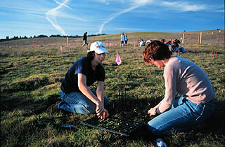 Photo of students planting clover