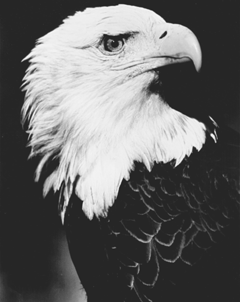 [Photo of adult bald eagle]