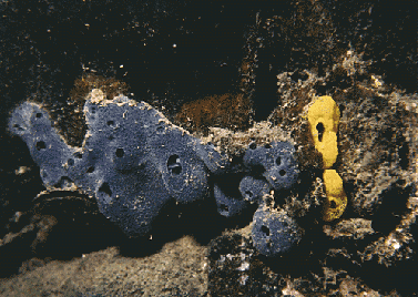 Underwater photo of coral reef near Madang, New Guinea