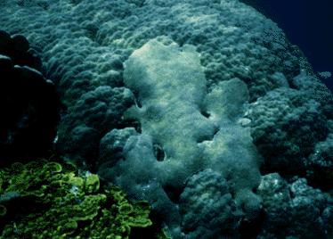 Underwater photo of Rib Reef in Australia