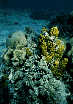 Underwater photo of Yonge Reef