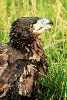 [Photo of juvenille bald eagle]