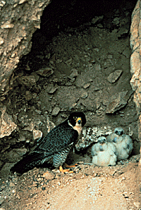 [A falcon and its chicks]