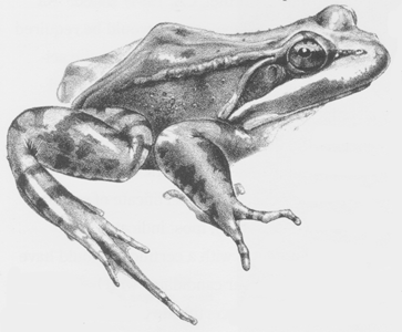 [Illustration of a frog]
