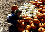 [Photo of Shea McElroy and pumpkins]