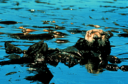 [Photo of Monterey Bay sea otter]