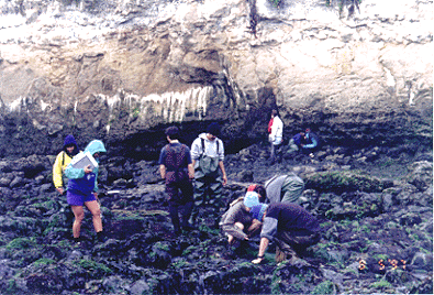 [Photo of group of students scouring rocks at coast]