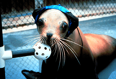 [Photo of California sea lion with headphones on]