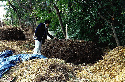 [Photo of a Japanese executive inspecting a compost pile]