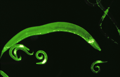 [Photo of C. elegans worm under microscope]