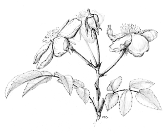 [Drawing of rose]