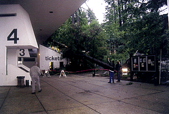[Photo of tree fallen on Ticket Office]