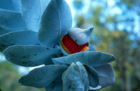 [photo of Eucalyptus leaves and pod]