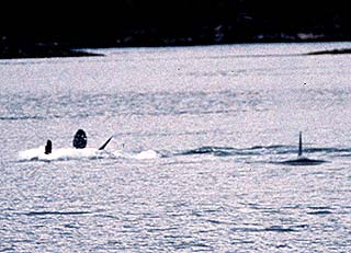 [Photo of two killer whales attacking two sea otters]