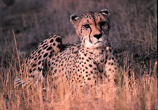 [Photo of cheetah]