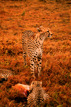 [Photo of cheetah and cubs]