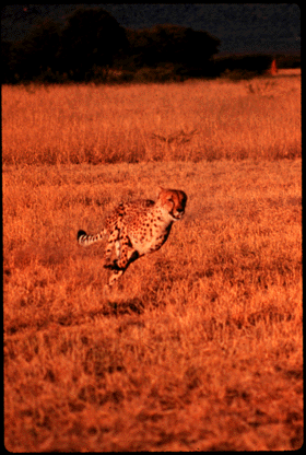 [Photo of cheetah running]