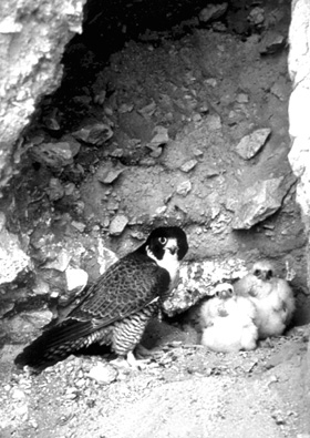 [Photo of peregrine chicks and adult peregrine]