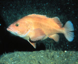 [photo of rockfish]