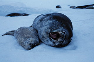 [Photo of seal and pup]