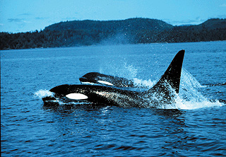 [Photo of two killer whales]